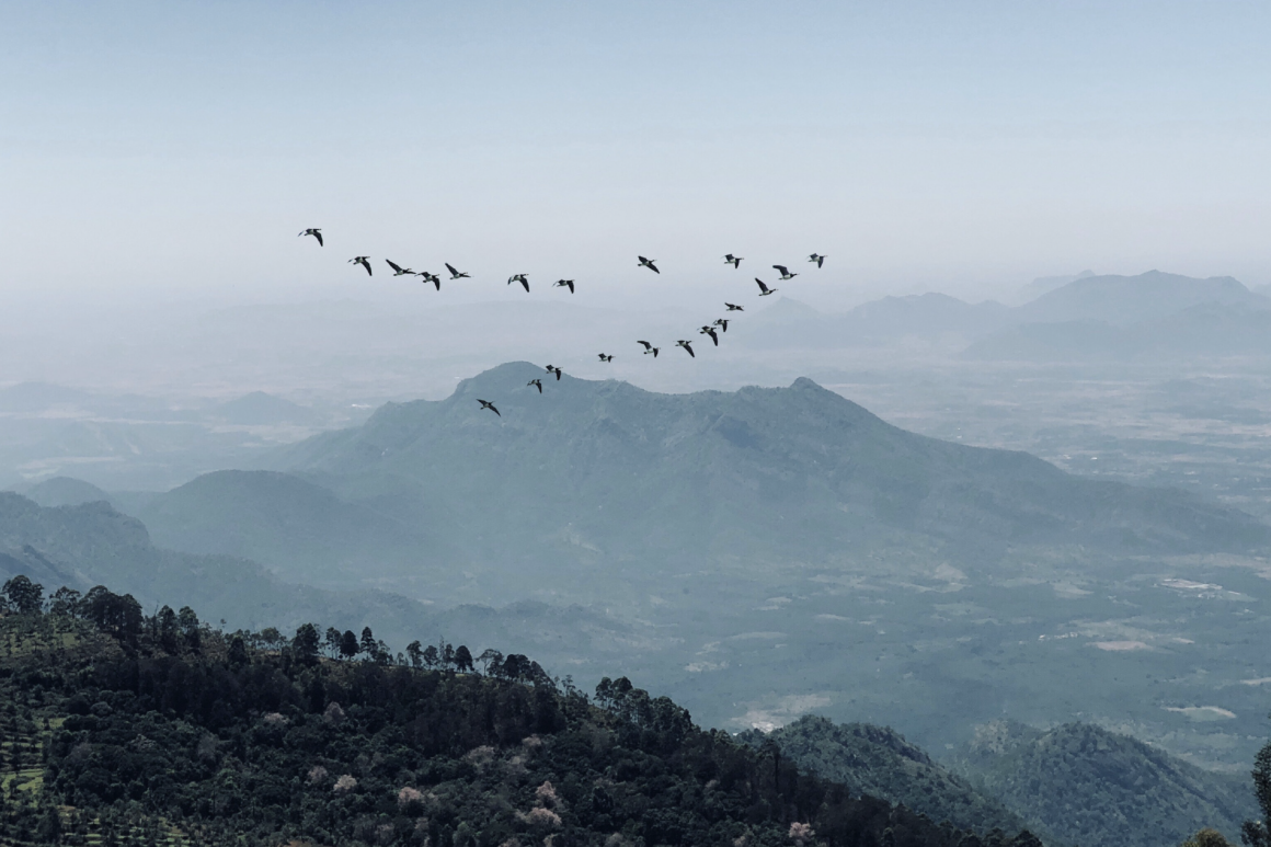 aerial shot across a landscape of lush green hills, with a V of migrating birds flying through