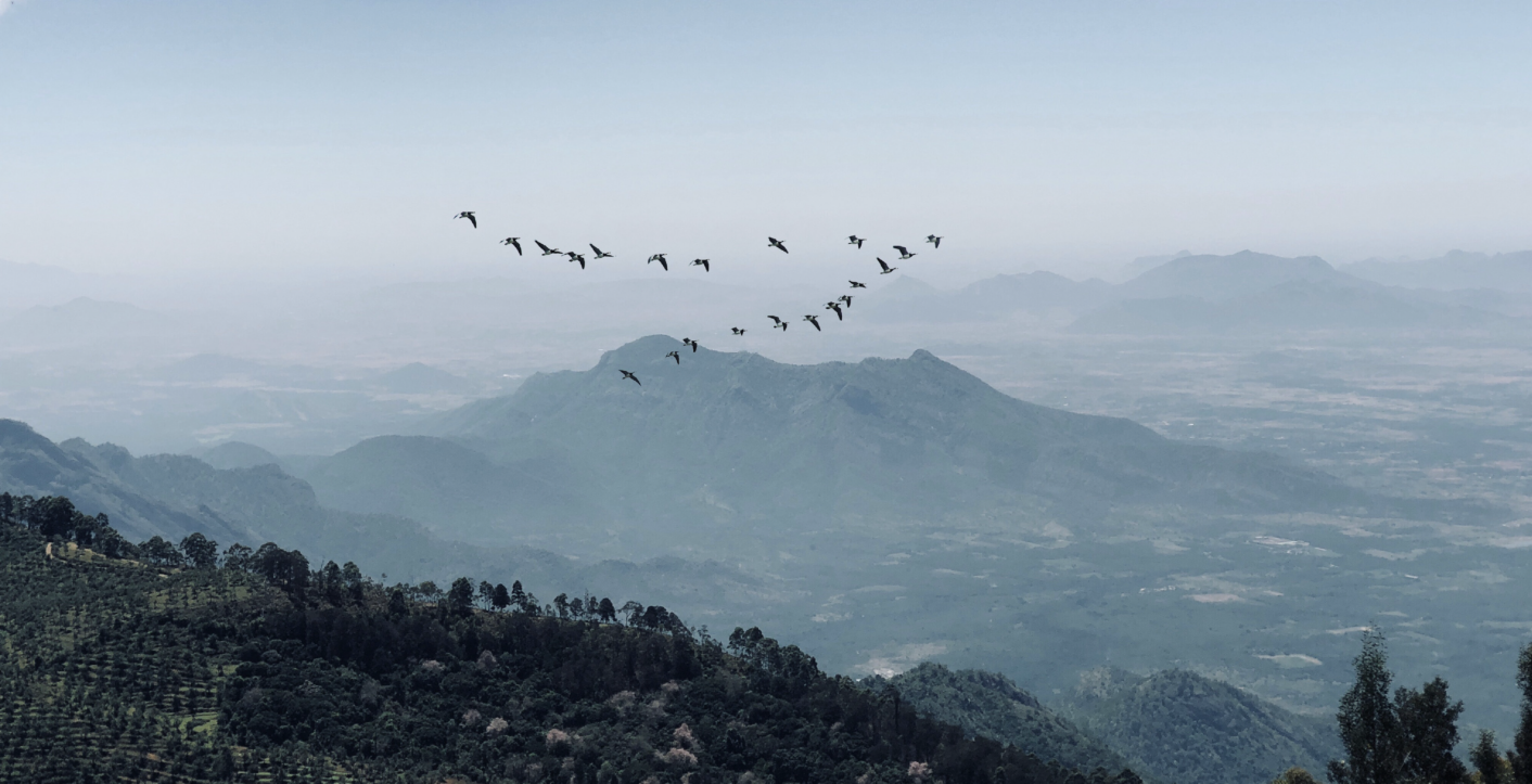 aerial shot across a landscape of lush green hills, with a V of migrating birds flying through